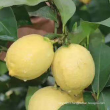 Natural Fresh Lime Fresh Lemon Fresh Yellow Lemon lemon south africa